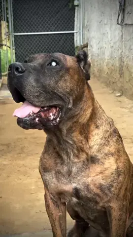 #foryou #pitbull #foryoupage #pitbullsoftiktok #bargerallmend🔱 