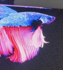#LIVEIncentiveProgram #LIVEwithlowfollowers #PaidPartnership #fish #fyp 