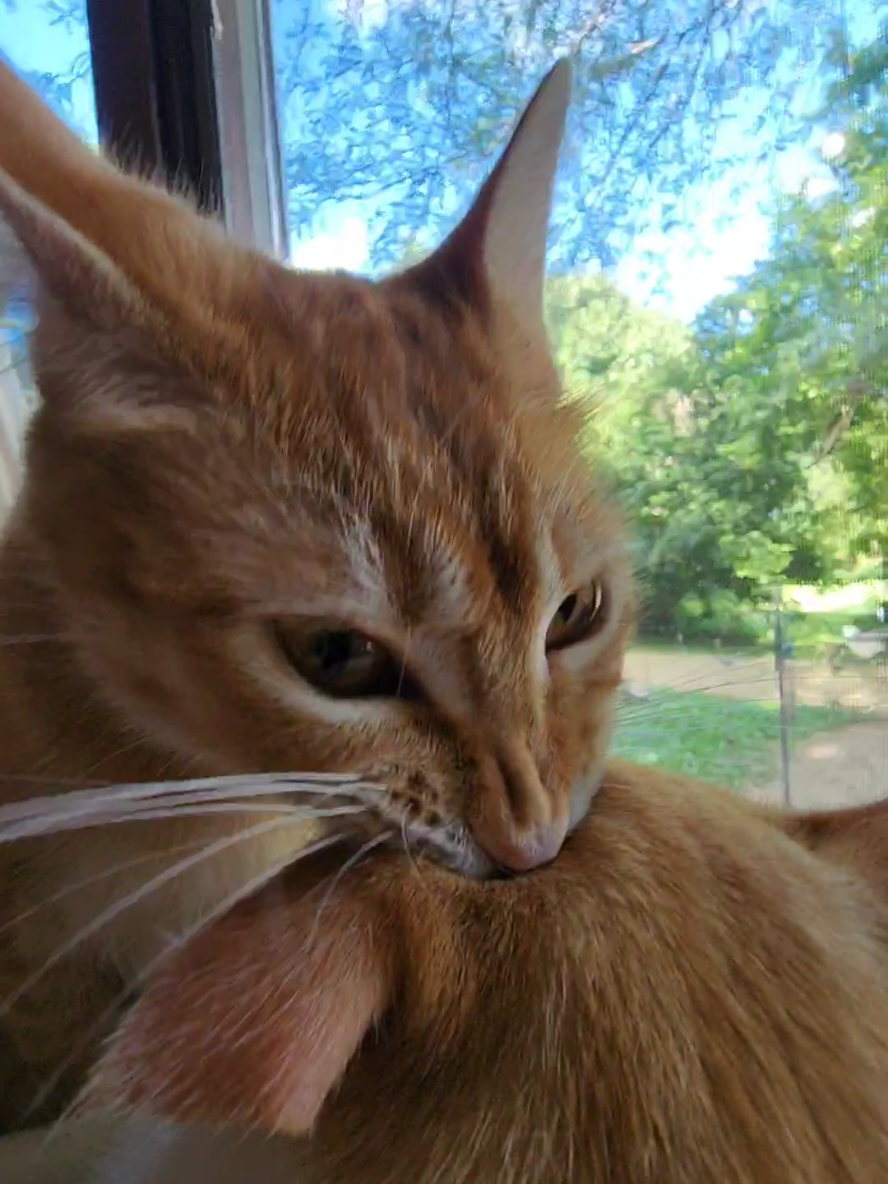 JOIN THE DISCORD LINK IN BIO‼️ cat video so feel free to :3 gay cats #CREAMERNATION  #DefundMakeawish  #freemailbox #freeterrance  #fyp 
