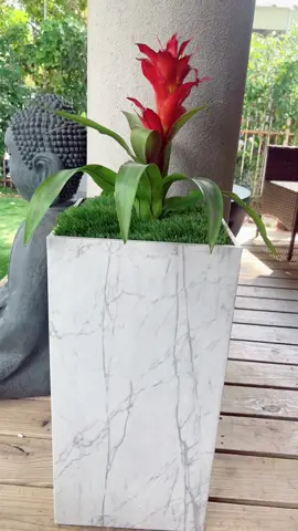 #diyproject #DIY #plantas #masetas 