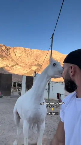 #ماشاءالله_تبارك_الله_اذكروا_الله #خيل_وخياله🐎 #مشاهدات 