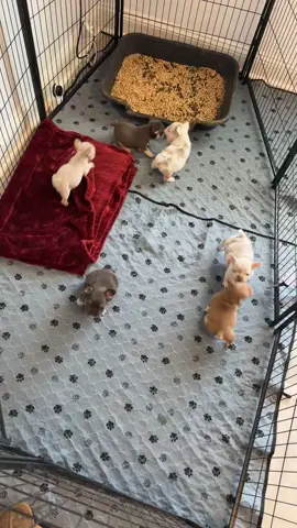Cutest little frenchies ever 🥰 #palmettosilverretrievers #fluffyfrenchie #frenchie #frenchbulldog #frenchiesoftiktok #puppy #puppytiktok #akc #trending #trend #southcarolina #fypシ゚viral #myrtlebeach #fypシ #trendy #fyp #fyppppppppppppppppppppppp 