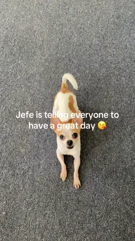 Jefe is here to make everyone smile with his cheerful little self. #chihuahuastiktok #funnyguy #😍😍 