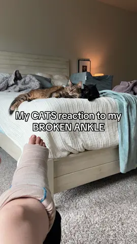 My cats’ reaction to my broken ankle is exactly what you’d expect. #catsdoingthings #brokenankle #mainecooncat #tortiecat 