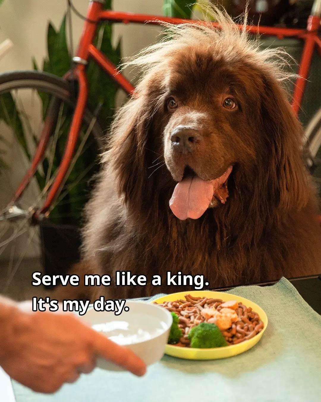 All dogs deserve extra toys and treats and snuggies on #InternationalDogDay. Comment 