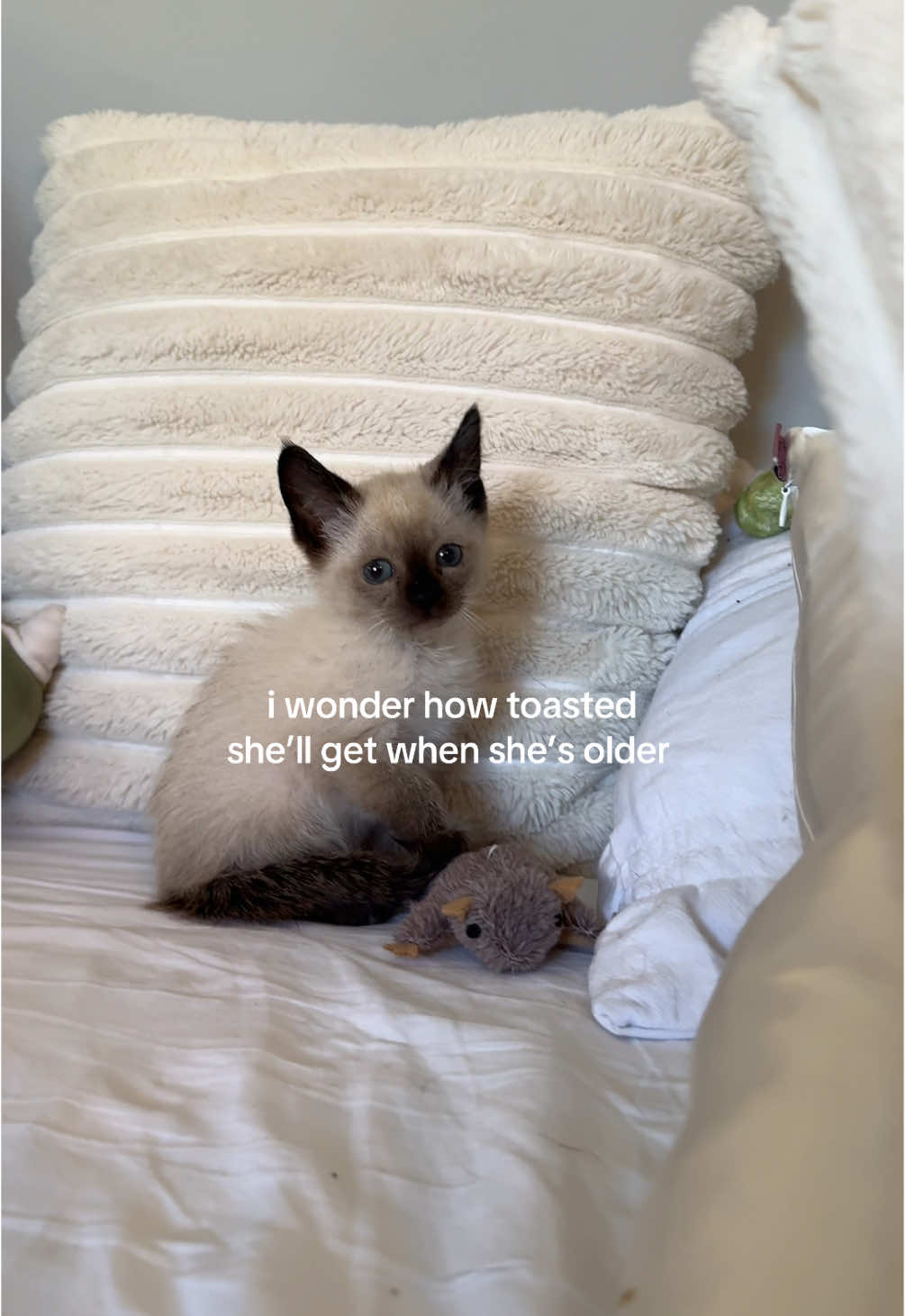my shaylaaaaaaaa 😭 #siamese #siamesecat #kitten #catsoftiktok #siamesekitten #trending 