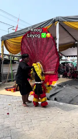 Kiciikk🤏🏻😭🤣 #fyp #fypシ゚viral #reogponorogo 