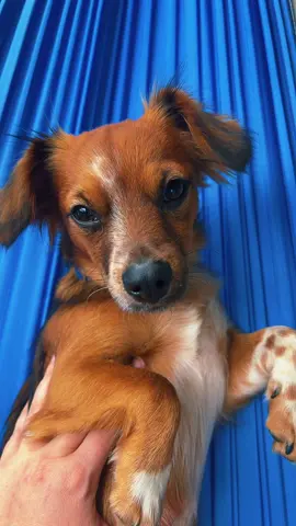 Lucy the hammock dog #puppy #sweet #chilling #puppylovers