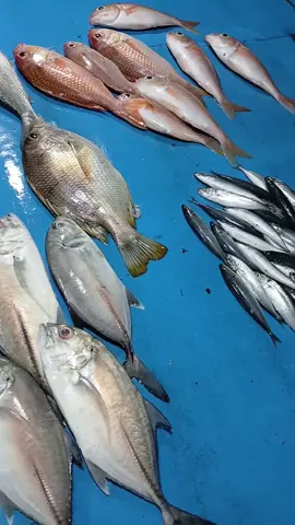 Ikan Mahal, Rakyat Tak Ada Pekerjaan, adohhh. #aneukacehkeren #Love #aceh #fyppppppppppppppppppppppp #fy 