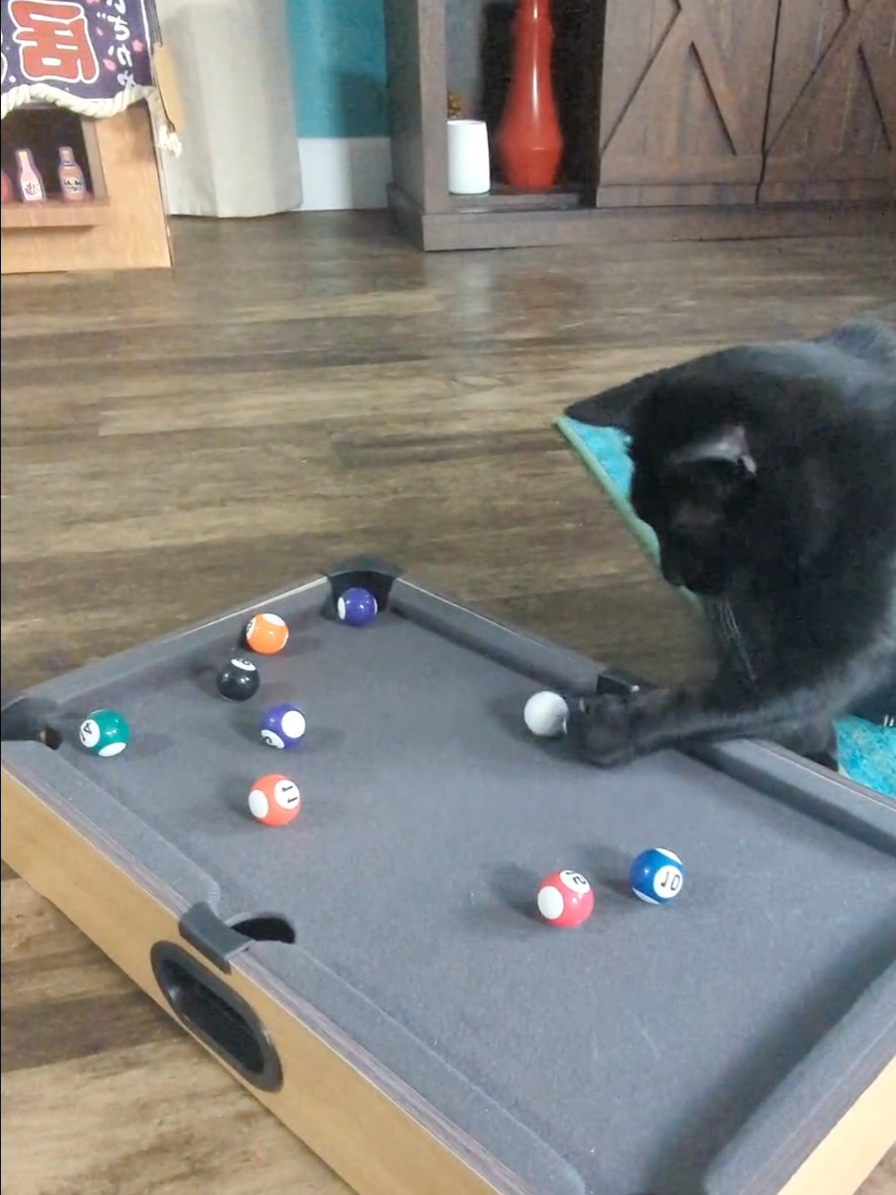 Wanna play? #cattricks #blackcatsoftiktok #blackcats #cats #poolplayer 