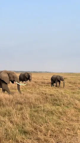 🐘🦁🦓🦒 #safari #africasafari #kenya #masaimaranationalpark #amboselinationalpark 