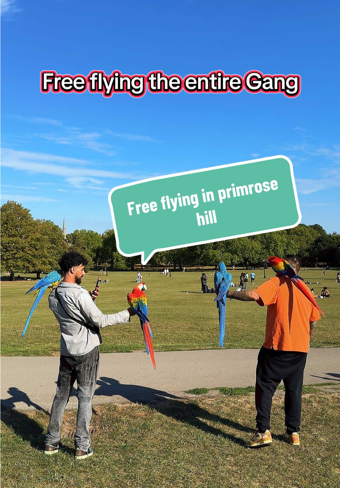 Free flying the gang #parrotsoftiktok #petlover #fyp #pov #parrot 