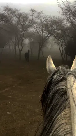 #خيل_وخياله🐎 #ضباب #هدوء🥀 #بلجرشي_الباحه #الباحة 