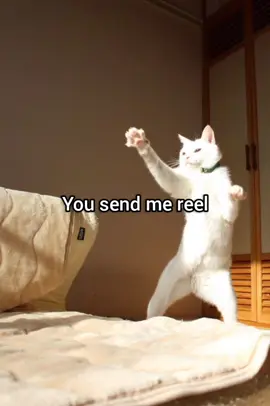 Our reel-ationship #fyp #funny #meme #cat #georgieebom 