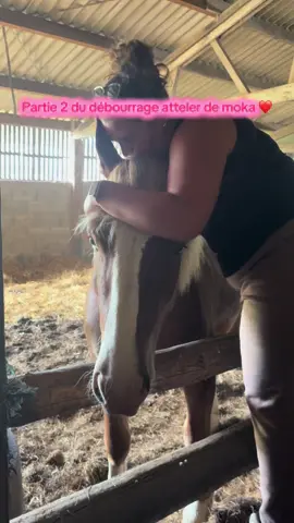 Moka est arrivé depuis lundi matin au haras du Bohu à quessoy en 2 jours il était okay au longue guide et au pneus il va maintenant être attelé en paire pour continuer l’apprentissage 💕 merciiii @LaetitiaC et @Chloé de m’avoir accompagné aujourd’hui ❤️#debourrage #attelage #equestrianlife #horse #traitbreton 