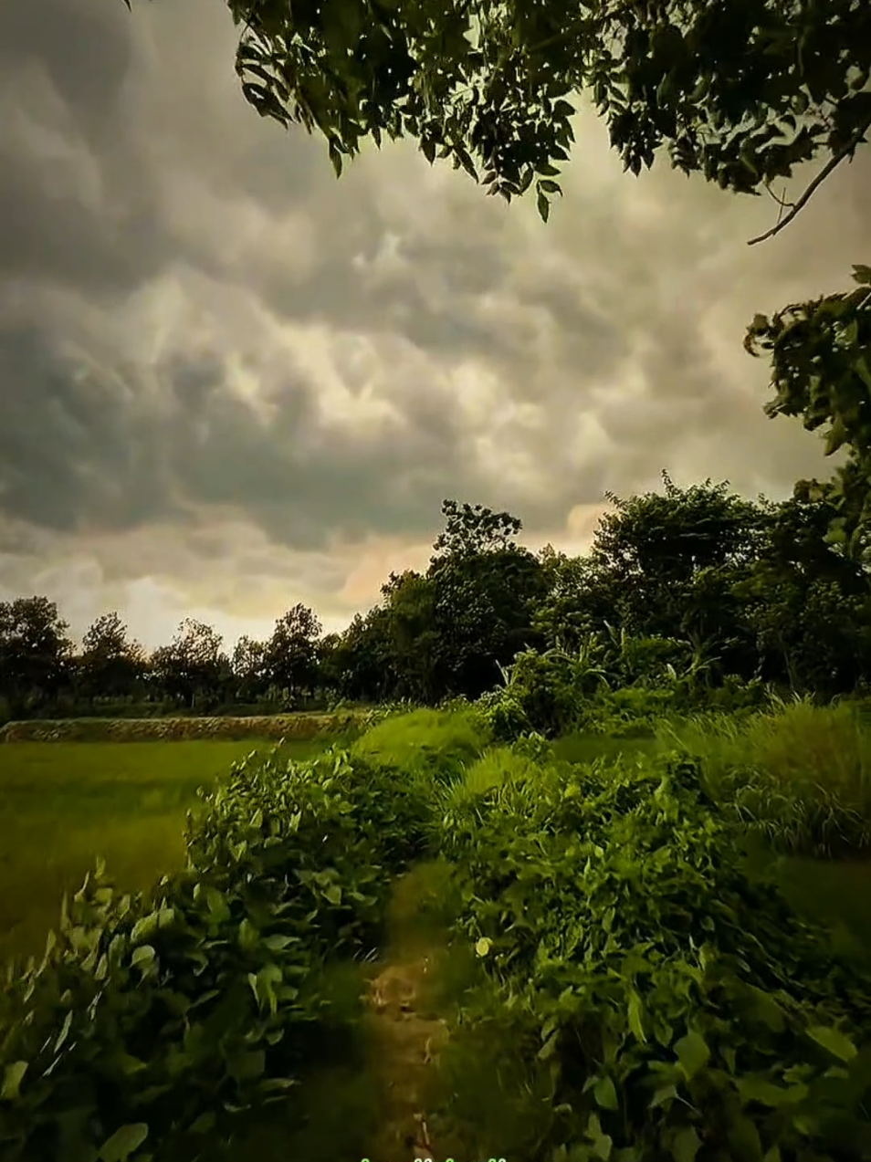 nature vibes video tamil bgm status  #tamilvibes #naturalbeauty #dark #whatsappstatustamil #beautifulviewofnature  tamil song nature video  natute video status  dark vibes scenery video 