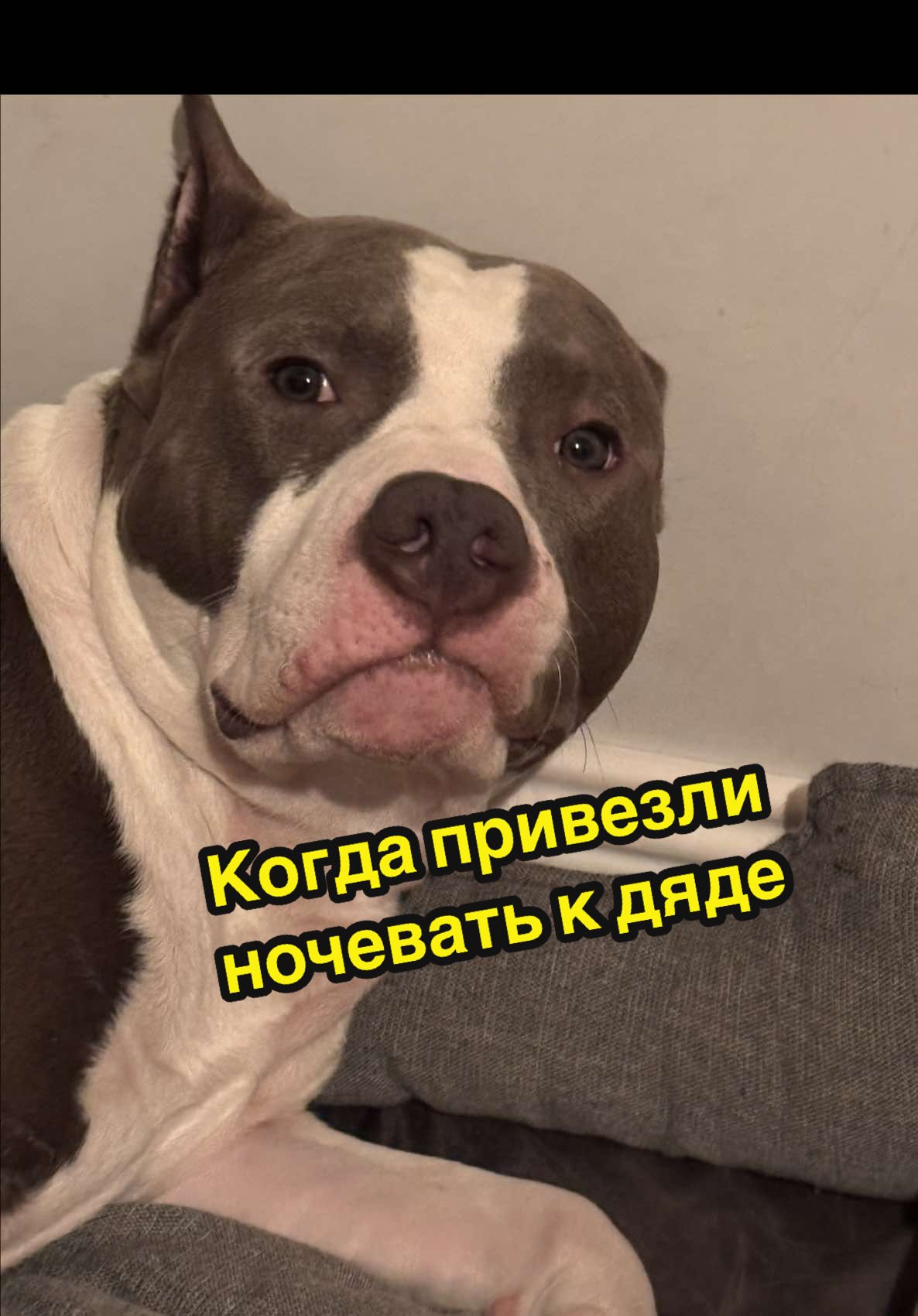 Вот так бывает… #dog #amstaff #юмор #србака #humor 