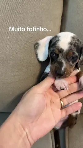 É ou não é o Dachshund mais fofinho ? 🥰  #dachshund #dachshundsoftiktok #fofinho #pet #viral 