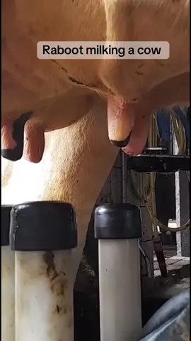 Watch how a milking machine works—fast, efficient, and gentle on the cows! 🐄🤖 Modern dairy farming at its best. #FarmTech #DairyLife     #MilkingMachine #DairyFarm #FarmLife            