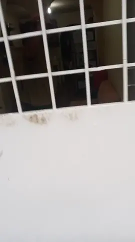 Esto fué ayer, el señor sacó a mi hijo de la escuela a la 11:15 de la mañana de manera albitrarea, la maestra me llamó y me dijo que él se lo llevó, todo el día me estuvieron diciendo que el bebé estaba hospitalizado, yo estuve insistiendo que donde estaba y no me daban razón, el hijo de este señor y padre de mi hijo lo tenía, él y yo tenemos mutuo acuerdo en mediación de visita abierta, dónde él pone los $200 mensuales de pensión, ahora se arrepiente y se lleva al bebé dónde no sé dónde y como me lo tienen, les dije que si no me quieren dar para el bebé que no me interesa, pero que me den a mi hijo y hasta la hora sé de él.
