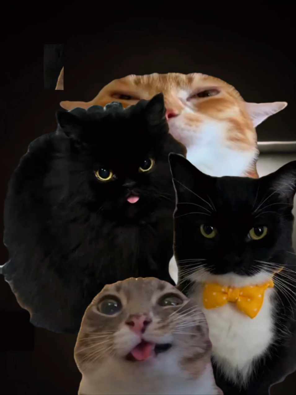 Song name: MONTAGEM DIREÇÃO - DJ FKU, farofinat beats, Dj Samir #brazilianfunk #phonk #edit #fyp #cat 