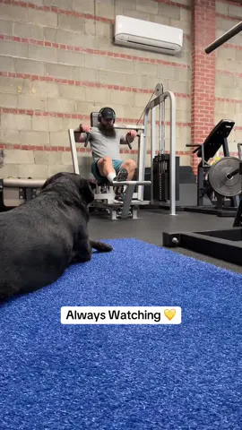 Wouldn’t be here without you babe 💛 #jerandjess #blacklabrador 