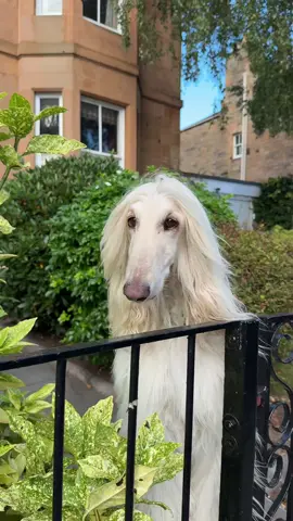 The best way to greet your besties when they come home from work 🫶🏻 #AfghanHound #Dog #GirlsBestFriend #HoneyImHome #Edinburgh 