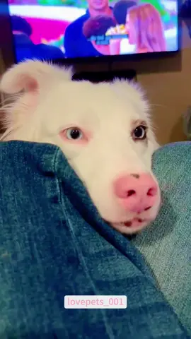 My dog can understand English.#dog #dogs #dogsoftiktok #funny #foryou #funnyvideos #viral #usa #fypシ #funnymoments #funnytiktok #fyp #cute 