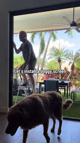 We decided to install a dog screen… It just makes life easier for them when we’re home. For the most part, they were all on board except for Brady. She will eventually come around 😭 I will keep you guys posted.  #goldens #goldenretrievers #dogsoftiktok #goldenretriever 