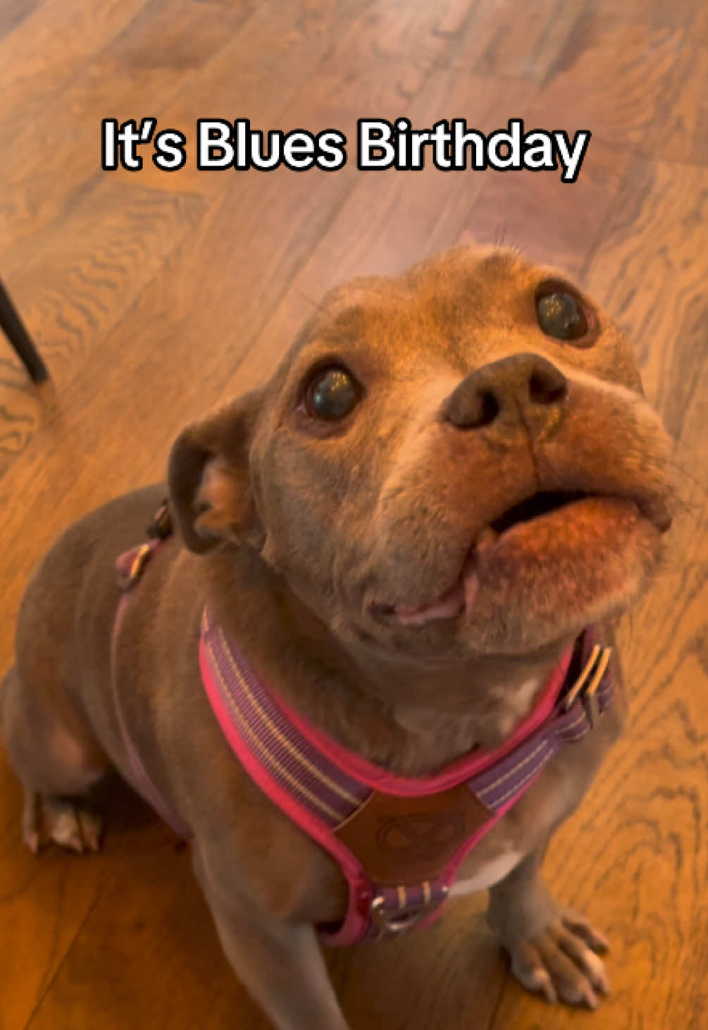 She’s just a baby #staffordshirebullterrier #rescuedog #bluestaffy #dogeating #puppy 