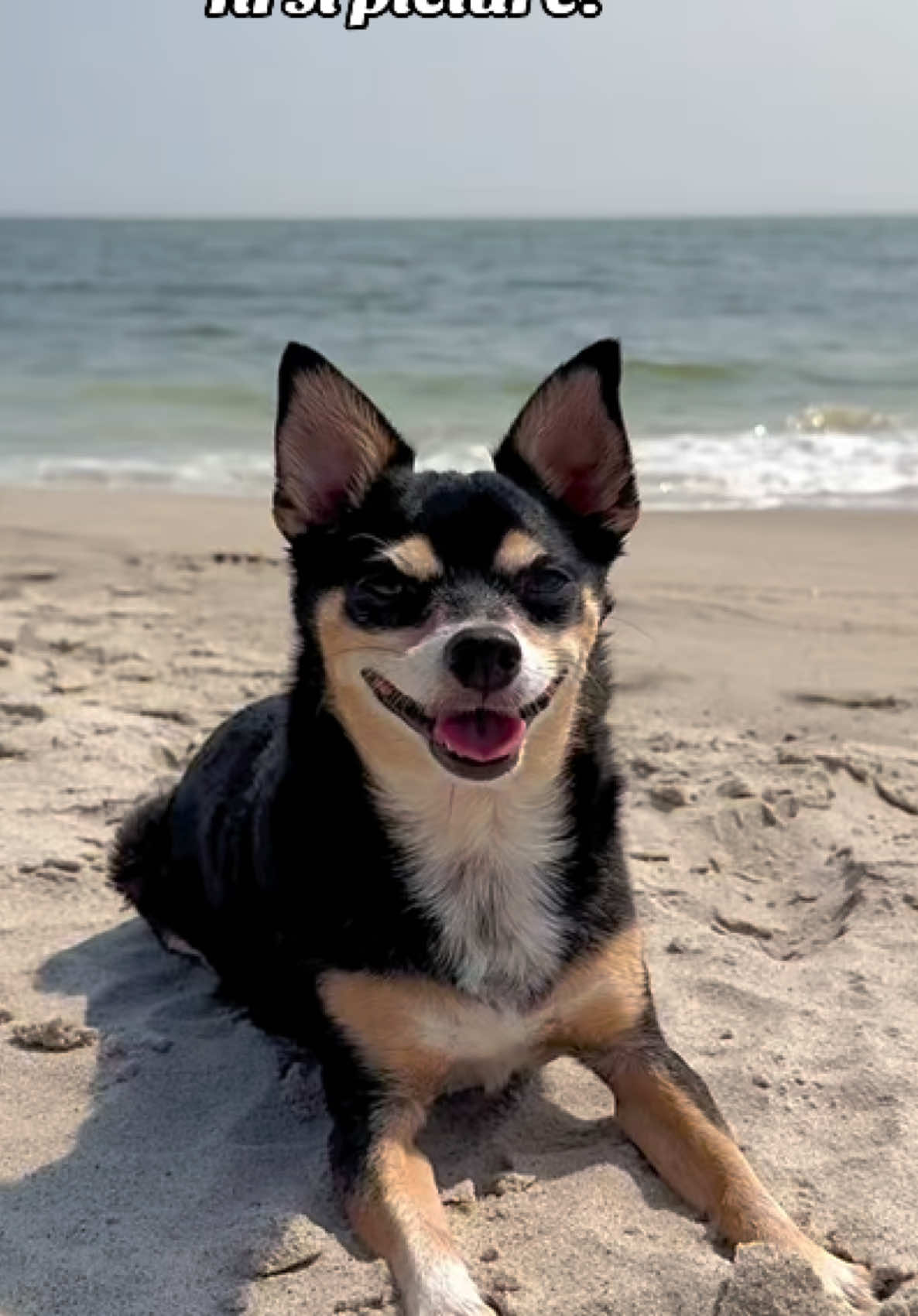 ✨🐾 National Dog Day 2025 | Senior Dog Transformation Story 🐾✨ “Mom, can you show me my first picture?” 🥹 Chance is 9 now… and in one scroll, I saw our entire life together. 📸 Rescued Nov 19, 2016 🐶 From abandoned → adored 💔 From scared → unstoppable 🤍 Every gray hair = proof of loyalty & love This isn’t just a glow-up. It’s a love story only senior dog parents truly understand. Because they don’t just grow older… they grow deeper into your heart. 🐾 👉 Save this if you’re a senior dog mom/dad. 👉 Comment your dog’s age so we can celebrate them. 👉 Tag someone who needs to see this today. Because rescue dogs don’t just change. They change us. 🐾💖 Senior Dog Story 🐾 Rescue Glow-Up | National Dog Day 2025 #Sen#SeniorDogg#DogTransformations#RescueDogLoveg#DogGlowUptionalDogDay