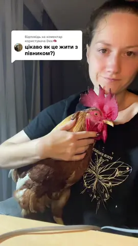 Відповідь користувачу @Dee🫦  один із нюансів😁  #chiken #ципа #півень #півеньвквартирі 