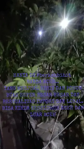 pohon alpukat super besar dan mangga super besar di berkah bibit Banda Aceh bisa kirim ke seluruh aceh  #fyp  #acehviral  #citraresidence  #aceh  #acehtiktokerscomunity 