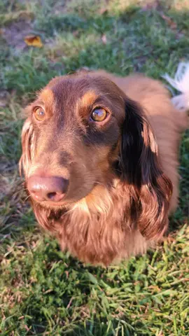 not the problem  #dachshund #secrets #nottheproblem #fyp 