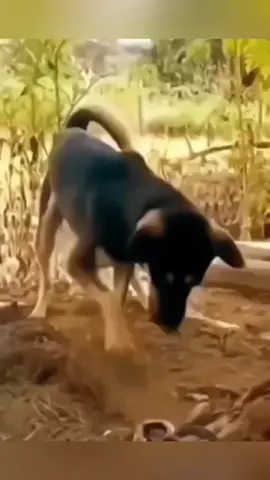 #funnyanimals #pets #fyp 