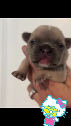 Sweet baby girl! #frenchbulldog #puppylove #knuckleheadbullies 