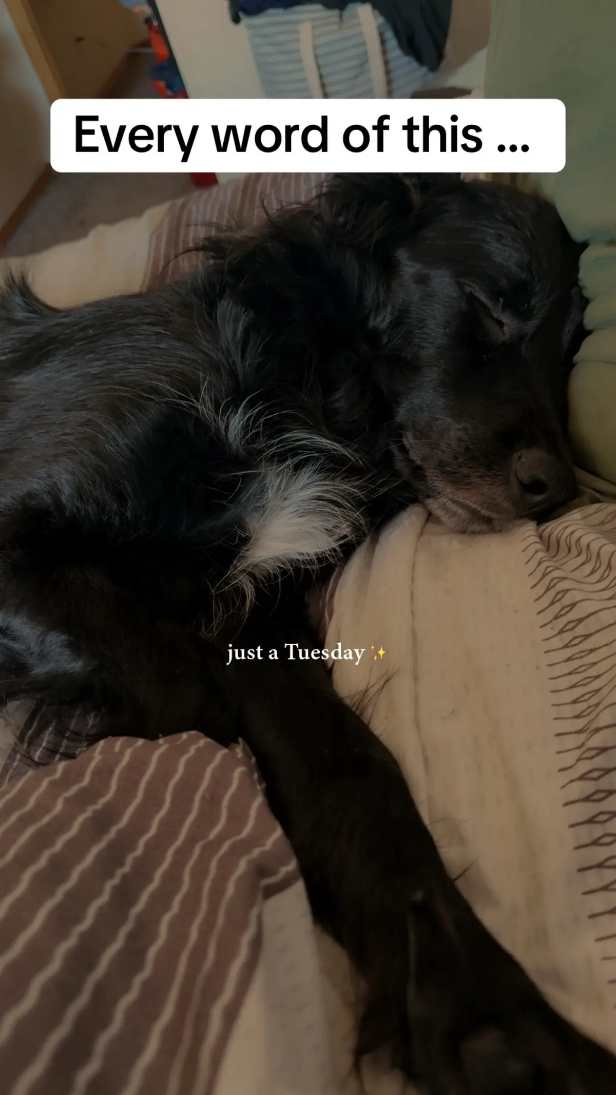 I don’t know what I would do without this little man.  He is my morning happiness. My protector. My reminder to be a kid and play. He is my best friend. I am eternally grateful for him. #fyp #dogsoftiktok #souldog #bestfriend #bordercollie 