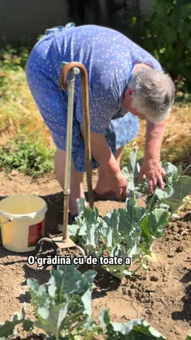 A fost o dată ca niciodată… un țuspaiș de gulii, făcut simplu cu legume din grădină bunicii. Am folosit: 🧅 1 ceapă 🥄 1/2 lingură untură 🥬 3 gulii (aprox. 800 g) 🍅 1 roșie mare 🥄 1 lingură făină 🥄 5 linguri zdravene de smântână de casă sare și piper după gust La final, un pumn de mărar verde  🌿. O mâncare de poveste, bună de servit ca și garnitură sau așa simplă, cu o felie de pită lângă. #retetetraditionale #mancareromaneaaca #tuspaisdegulie #gatitacasa #mancareromaneaaca 