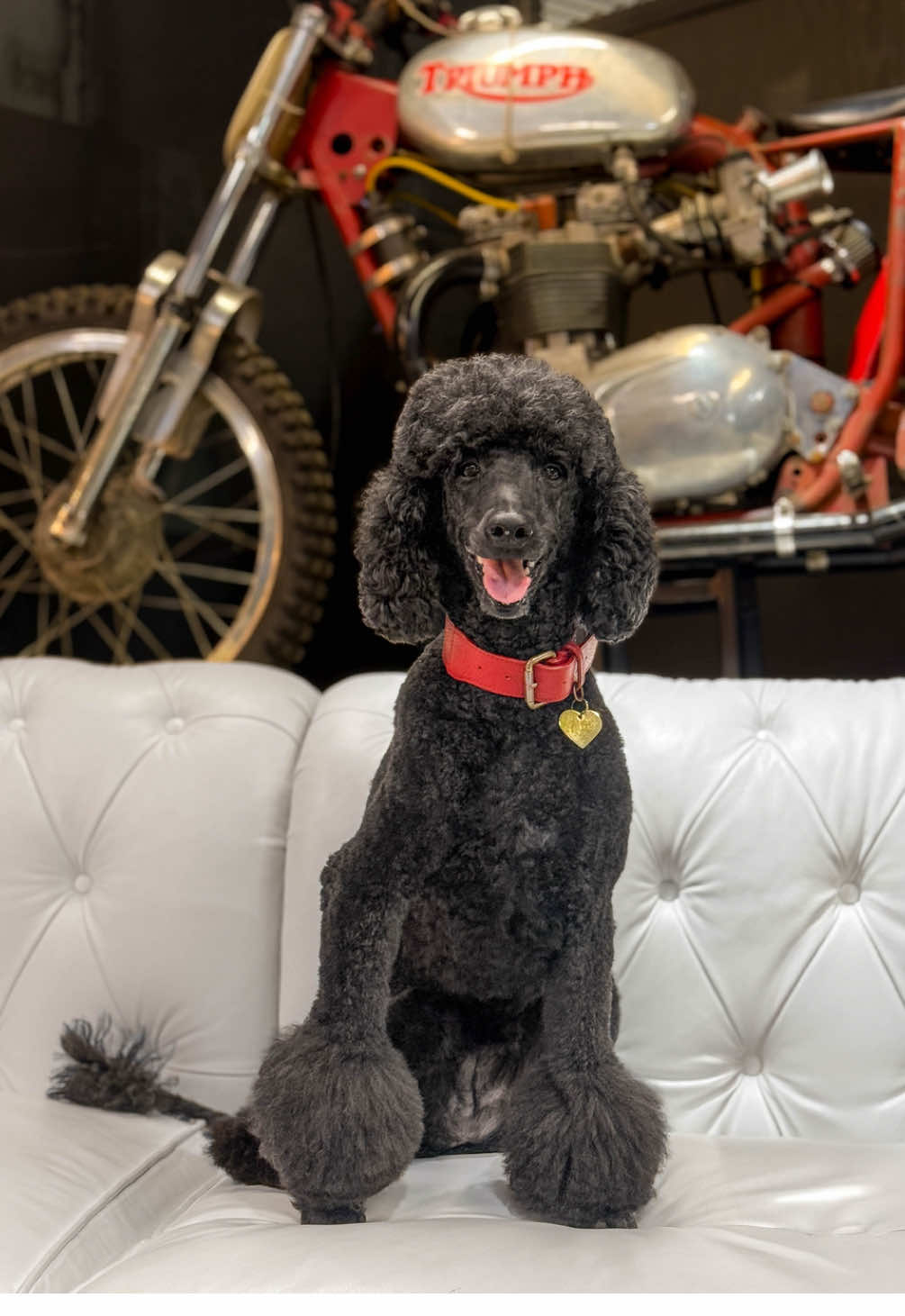 Happy #NationalDogDay to our best employee... Fifi! 🐾 She knows when it’s beer time, keeps the crew in line, and gets paid in hugs and treats.