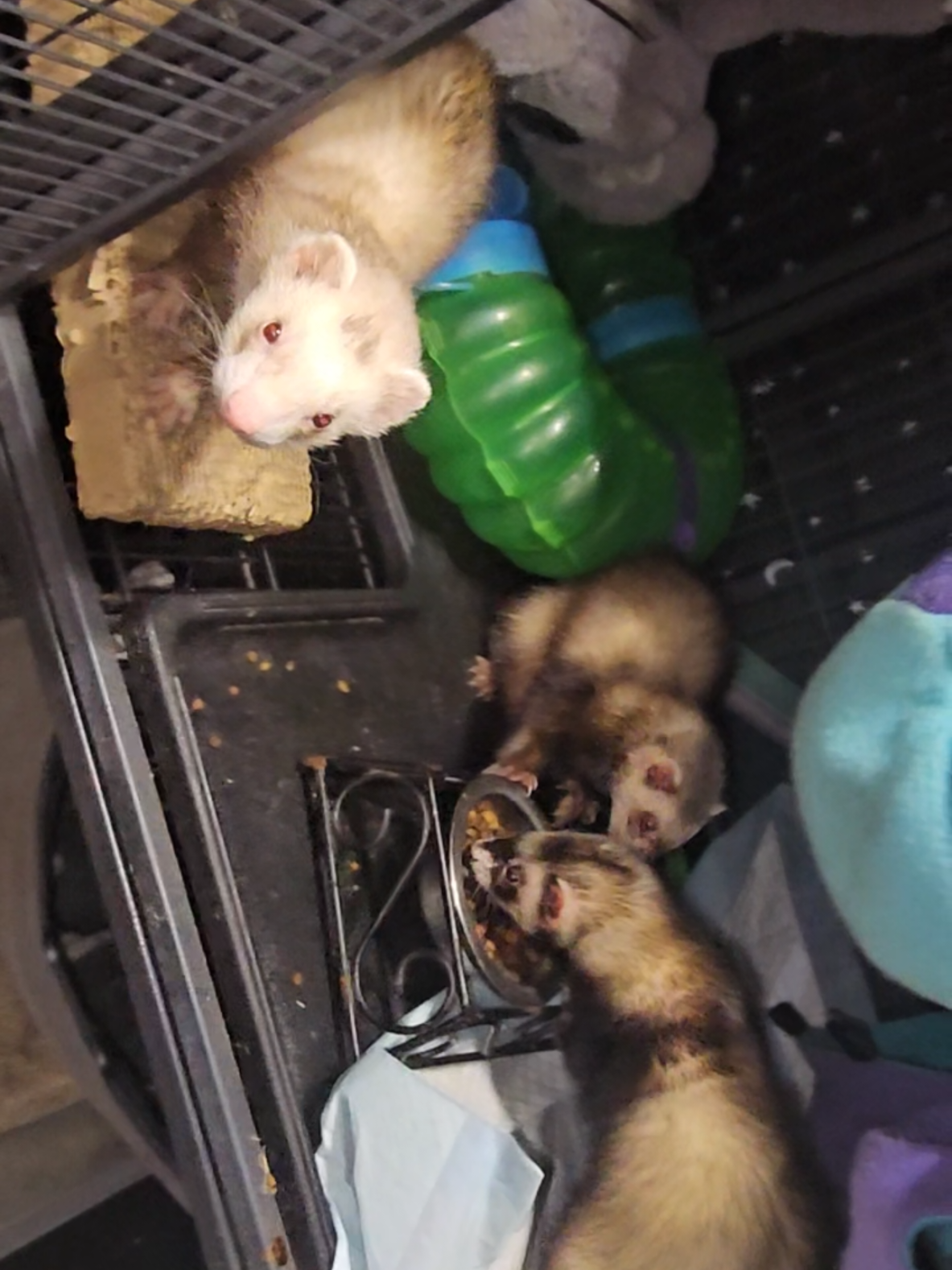 When I ask myself why I am working then I remember these guys!  . . . . . . . . . . . #ferret #ferretlife #ferretsoftiktok #pets #ferretlove 