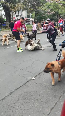 Quería grabar el perroton y paso esto... :( Buena iniciativa a los organizadores pero viendo que eramos muchos podían considerar dividirnos en grupos.  Muchos fuimos no por el premio si no por participar pero con esta inseguridad yo no volveré hacerlo a mi perrito lo mordieron también.  Alguien sabe si esta bien el pastor inglés Porfavor?