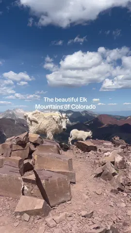 Hanging out with some mountain goats on top of Pyramid peak. Surround views of the Elk range including the towering Maroon Bells #creatorsearchinsights #mountainadventures #naturelovers #outdoorlife #travelinspiration 