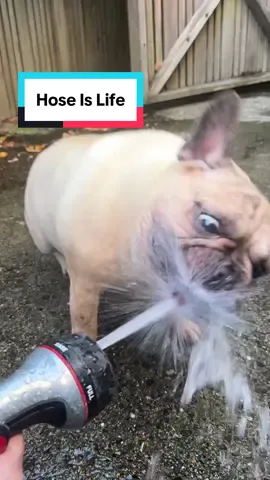 Hates baths. Hates the rain. Hates puddles. Loves hose.  Not all waters in the world are equal in his eyes. One love!  #frenchbulldog #frenchie #frenchiesoftiktok 