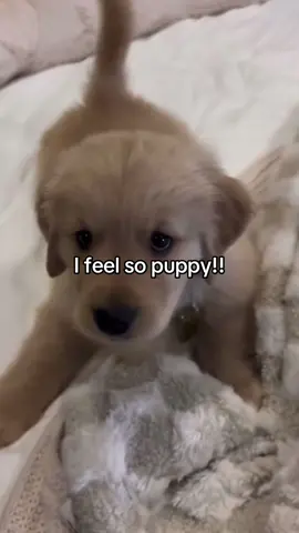 I LOVE BEING PUPPY #petregression #pet #fyp #puppyboy #foryou 