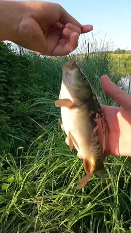 🎣 Рибалка, яка шокує: Дзеркальний Короп на гачку! Дивіться повне відео на моєму ютюб каналі та підпишіться, посилання в шапці профілю https://www.youtube.com/watch?v=_EhQajkQPWY 🎣 На поплавкову снасть вдалося витягнути дзеркального коропчика 🐟 Коротко про емоції: 🔥 шалений кльов ⚡️ боротьба з гігантом на вудці 🌊 неймовірна атмосфера природи 💬 Пиши в коментарях, яку найбільшу рибу ти ловив! ❤️ Підписуйся, щоб не пропустити ще більше трофейних рибалок! #рибалка #короп #дзеркальнийкороп #риболовля #короп2025