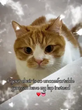 If your chair is so uncomfortable 😉😉#rizz #catsoftiktok #joke #relatable #fyp 