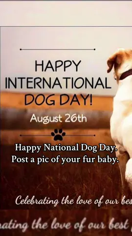 Happy National Dog Day. Drop me a pic of your babies. #nationaldogday #dogsoftiktok #greatdanesoftiktok #foryou 