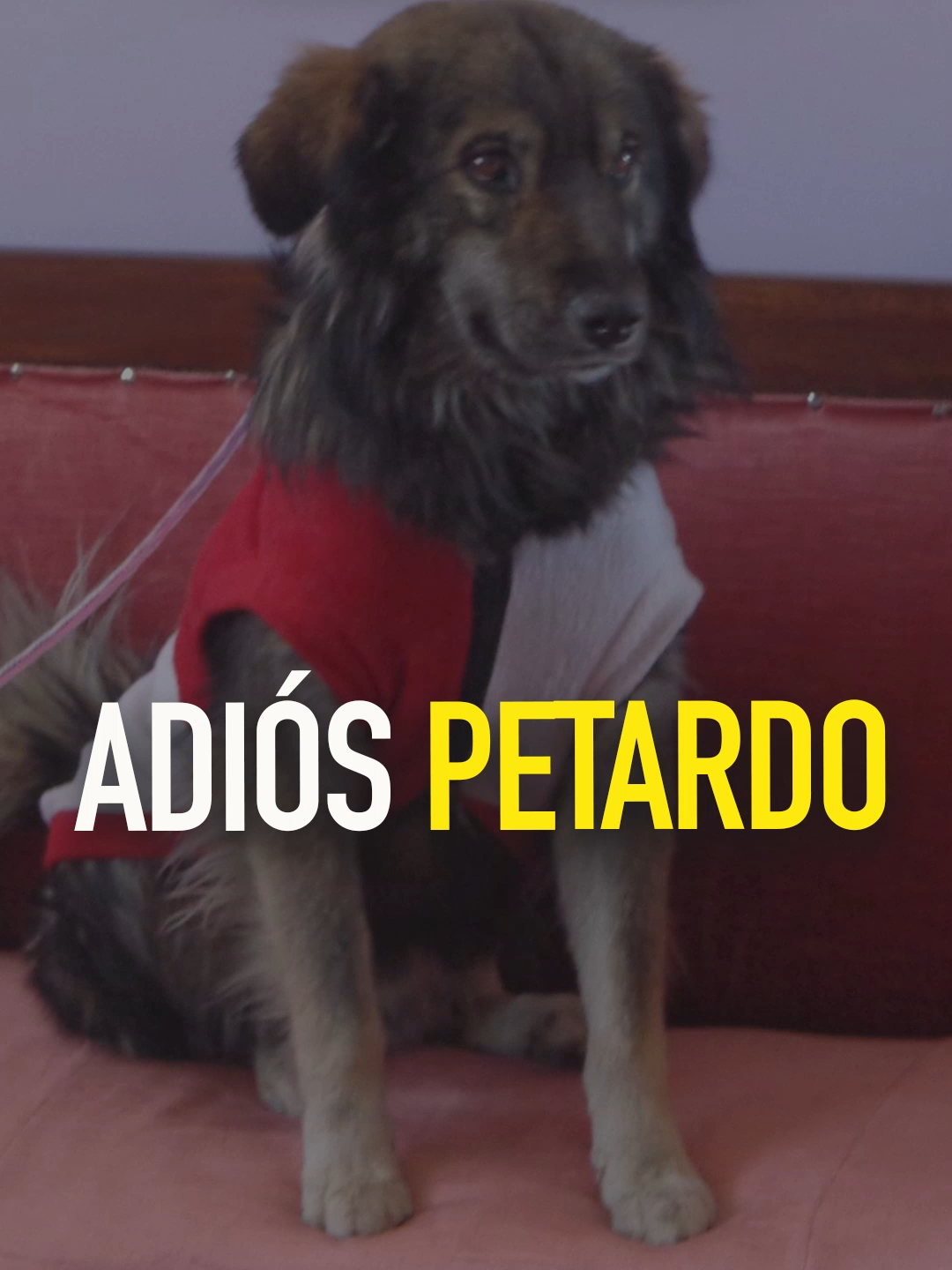 ✨🕊️🐾 Petardo, el perrito que se convirtió en símbolo de valentía durante la marcha de #Potosí en 2015, nos dejó. Hoy las redes se llenan de recuerdos y cariño hacia este fiel compañero de lucha.✨ 🗓️ 26/08/2025 #btvmultimedia #btvinforma #boliviatv #petardo