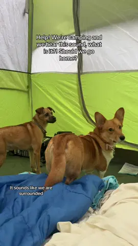 Help! What is this, #camping #oregoncoast #oregoncamping