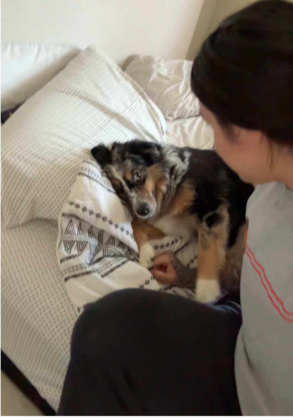 I should be at work rn #fyp #dogs 